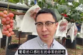 葡萄中的“爱马仕”新贵，口感赶超阳光玫瑰，一串就要200多视频封面