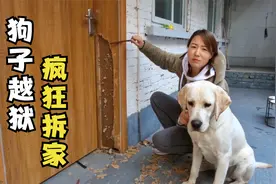 拉布拉多学会开门以后，半夜出来疯狂拆家，主人无奈只能出此下策