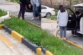 女学员科目二补考四次，驾校的狗都跟她混熟了，狗：哎呀你又来了视频封面