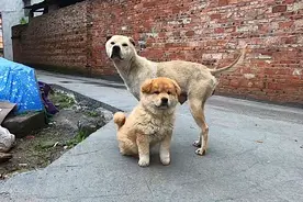 独生仔田园犬胖胖，这么大了还吃奶，整天屁颠屁颠的跟着狗妈妈视频封面