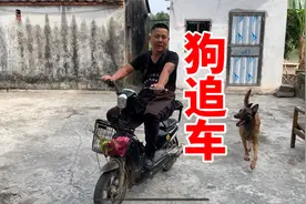 狗狗喜欢追车，主人不懂训练，看看训犬师怎么制止狗狗追车的视频封面