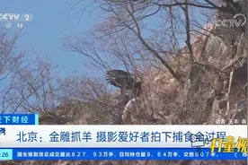 北京：金雕抓羊，摄影爱好者拍下捕食全过程|天下财经视频封面