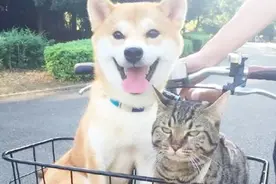 当温顺的柴犬遇上了霸道的家猫，恩爱的样子让人感到嫉妒视频封面