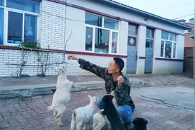 两个多月的小羊羔真聪明，整天围着主人团团转，大宝最厉害