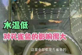 大部分孔雀鱼能耐多少的水温，这个视频实验记录了一下，看看状态