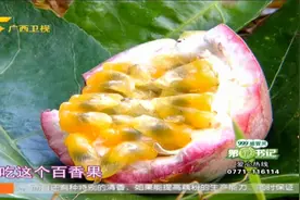 扶贫致富“第三声部”——优质百香果种植、排毒养颜的百香果汁！
