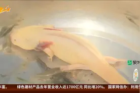 绍兴村民发现怪鱼 头上有角很像龙？视频封面