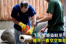 大象牙齿被蛀虫感染，里面也已空空如也，兽医无奈拿出电锯拔牙视频封面