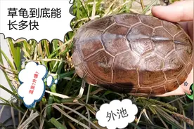 小乌龟到底能长多快？事实上它并没有你想象的那么慢视频封面