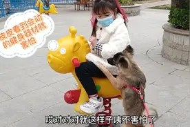 狗狗第一次见到健身器材，被吓得浑身发抖，网友：这狗太怂了视频封面