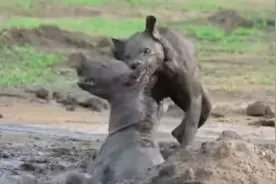 无耻无下限！年轻的鬣狗活吃老鬣狗，大家怎么看视频封面