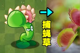 万物皆可植物大战僵尸：捕蝇草，一株可以吃昆虫的植物！视频封面