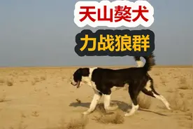 新疆巨型猛犬，天山獒犬又名哈萨克牧羊犬，能打退狼群视频封面