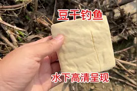 豆干打窝越钓越多，一般的窝料还真没它好使视频封面