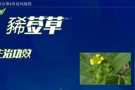 中药-豨莶草的主治功效视频封面