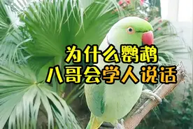 为什么鹦鹉和八哥两种鸟能学人说话？
