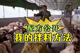 喂牛正确的拌料方法你知道吗？配方大公开，我平时都是这样喂牛的视频封面