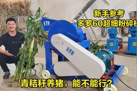 青秸秆养猪能不能行？绿色猪饲料自己做：全株秸秆+玉米面+麦麸视频封面