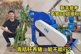 青秸秆养猪能不能行？绿色猪饲料自己做：全株秸秆+玉米面+麦麸视频封面