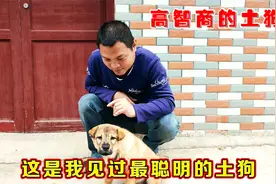 智商100多的农村土狗，这是要逆天啊！衣服它侵占了还超喜欢坐车视频封面