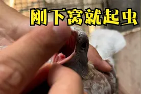 日常喂鸽子，发现一只刚下窝的幼鸽口腔出现问题，做个案例调理下视频封面