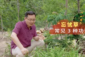 农村路边1种野草，被称为“忘忧草”，3种常见功效，不妨了解一下视频封面