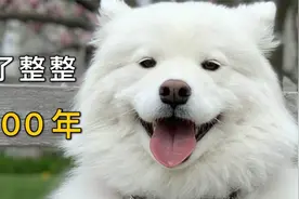 扒一扒微笑天使萨摩耶，它暖了整整3000年视频封面