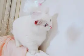 猫咪为什么喜欢影子？是应激反应，还是原始狩猎本能？