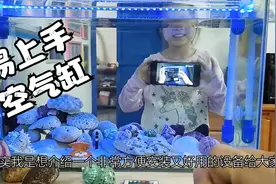 不到40元让养鱼小白也能玩出空气鱼缸，慈鲷鱼不打孔底滤缸示范视频封面