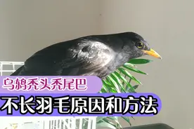 百舌鸟不长羽毛怎么办？乌鸫换毛出现秃头秃尾巴的原因和解决方法