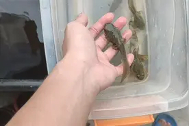 下午重新抓了四只小蝌蚪，养到过年去，看看能不能下锅视频封面
