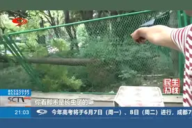 成都昨夜7级大风，吹倒十米高的行道树！视频封面