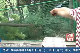 成都昨夜7级大风，吹倒十米高的行道树！视频封面