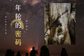 你认识树木的年轮吗？神奇的树木年轮有特殊的密码信息