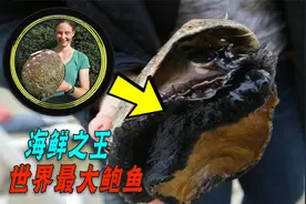 堪比足球的6斤重鲍鱼你见过吗？一只卖60万，足够10个人吃撑！视频封面