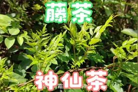 清明前后忙采“藤茶”，客家人眼中的“神仙茶”，好喝价值极高视频封面