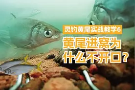 黄尾进窝了，为什么不开口，这四个原因很关键