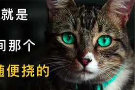 猫为什么上尊老，下爱小，却对中间随便挠？视频封面