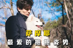 萨摩耶最爱的抱抱姿势，你家的最爱哪个？