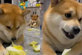 可爱！辽宁一只胖柴犬热衷于吃大白菜，却是易胖体质喝水都胖