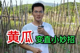 黄瓜弯瓜变直小妙招，方法实用又简单，菜农必看！视频封面