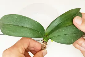 叶子发软无根的蝴蝶兰还有救吗？跟着阿涛做，轻松让它生根发芽视频封面