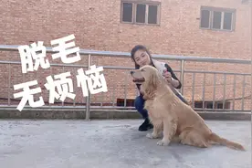 你会不会因为狗狗换毛而烦恼？养狗女孩给你主意，摆脱狗毛困扰