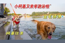 小柯基再次学游泳，有了大金毛的亲力示范，果然进步神速！视频封面