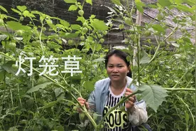 农村有一种野草，称为灯笼草，妙用好处真不少，网友们记得收藏哦