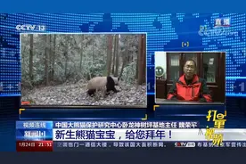 11只野化放归大熊猫中9只生存良好，其余2只不幸身亡|新闻1+1视频封面