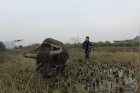 农村90后美女抓鱼真聪明，用水牛犁田抓泥鳅，收获太劲爆了视频封面