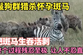 鬣狗群猎杀怀孕斑马，活生生把斑马身体掏空，过程极其惨烈！视频封面