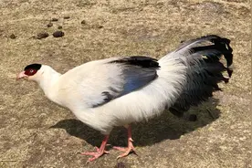 拍到我国特有鸟类白马鸡，美得仙气十足，突然嗷的一声反差太大了视频封面