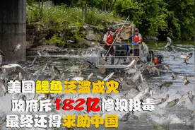 美国鲤鱼泛滥成灾，政府斥182亿修坝投毒，最后不得已求助中国视频封面
